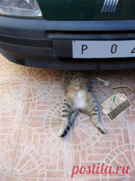 Котики и кошечки, которые вызовут у вас улыбку