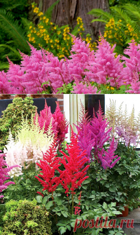 Астильба: сорта, посадка, выращивание и уход