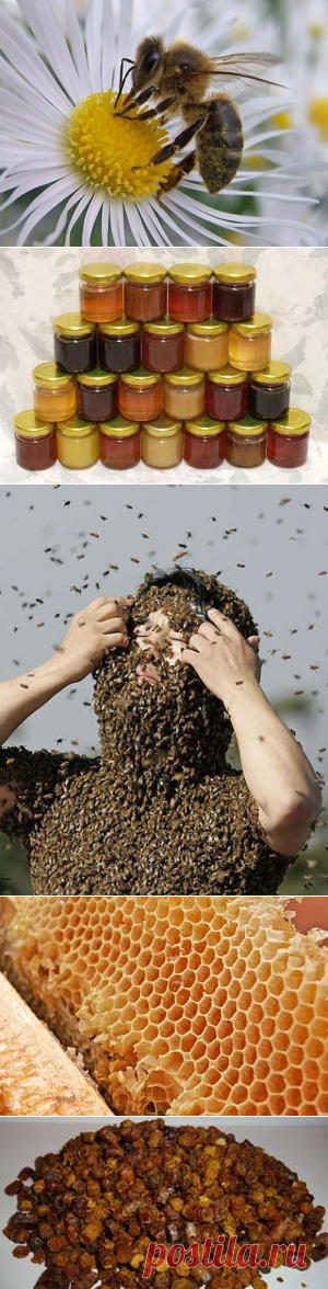 Апитерапия: долголетие на крыльях пчелы | Просто о здоровье