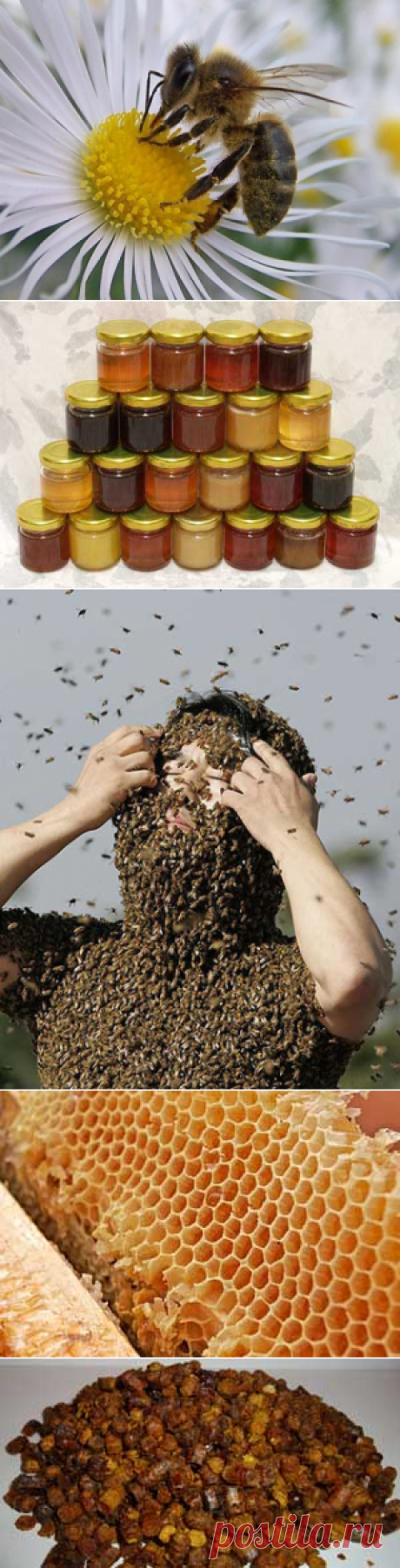 Апитерапия: долголетие на крыльях пчелы | Просто о здоровье