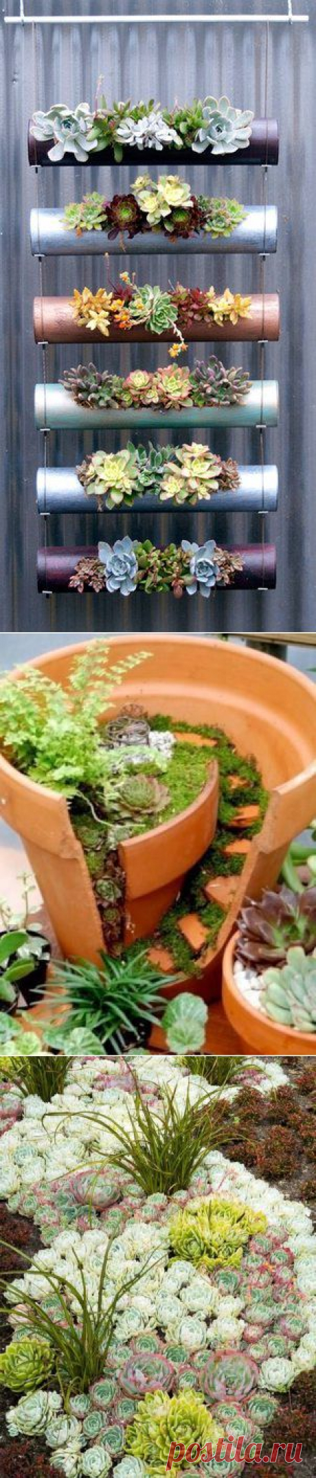 Суккуленты: неординарные идеи