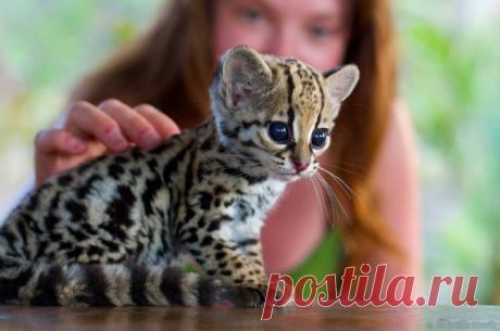 Дикие кошки, которых так и хочется забрать себе домой! | Ололо - смешные картинки и веселые истории