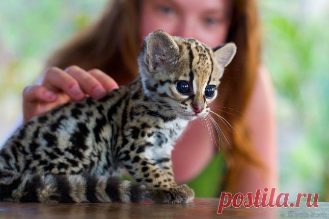 Дикие кошки, которых так и хочется забрать себе домой! | Ололо - смешные картинки и веселые истории