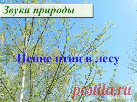 Звуки леса. Пение птиц в лесу слушать - YouTube