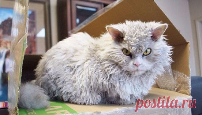 Самый Высокомерный кот Альберт