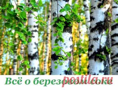 Берёзовый сок..