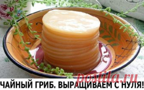 ЧАЙНЫЙ ГРИБ. ВЫРАЩИВАЕМ С НУЛЯ!