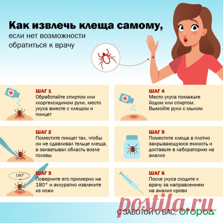 Как извлечь клеща самому