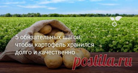 5 обязательных шагов, чтобы картофель хранился долго и качественно Каждый огородник хочет получить хороший урожай картофеля, который будет долго храниться. Вырастить картофель это одно, совсем другое дело правильно его сохранить, чтобы на протяжении зимы овощ не завял и не испортился. Поэтому важно знать, как правильно подготовить картофель перед хранением.