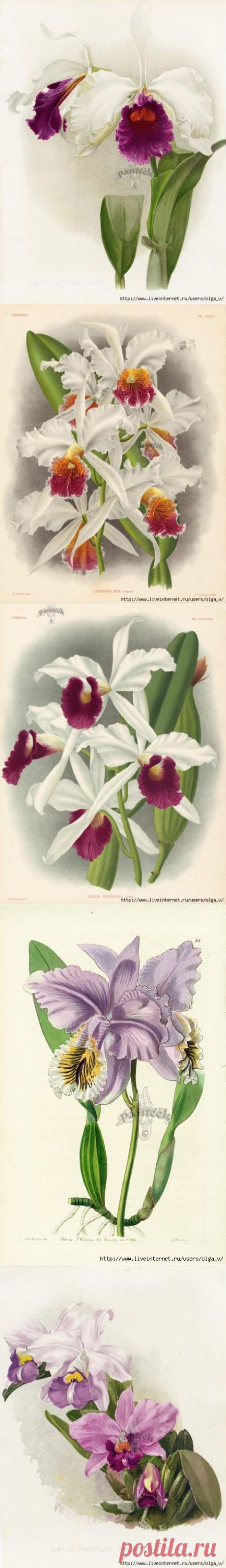 Орхидеи для декупажа.