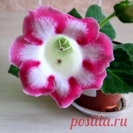 Глоксинии в период покоя