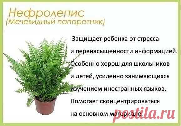 Цветы для дома.