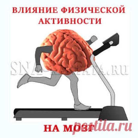 Влияние физической активности на мозг и когнитивные функции
