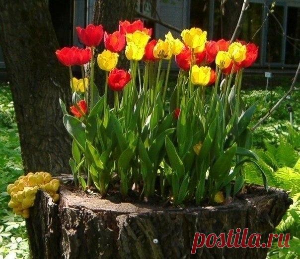 Понравилась идея сажать тюльпаны в пень. Очень удобно. Не нужны поиски луковиц по всему участку