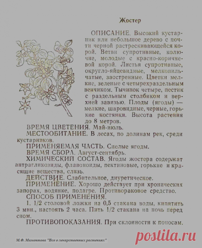 Жостер