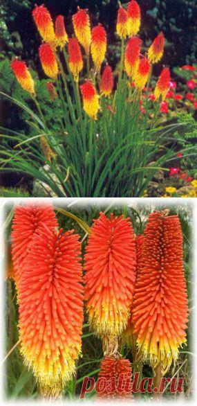 Книфофия | Для дачников.ру