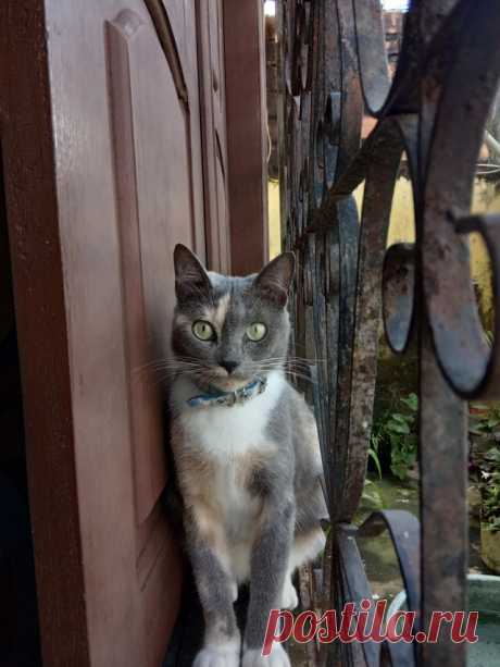 He definitely likes it : catpictures