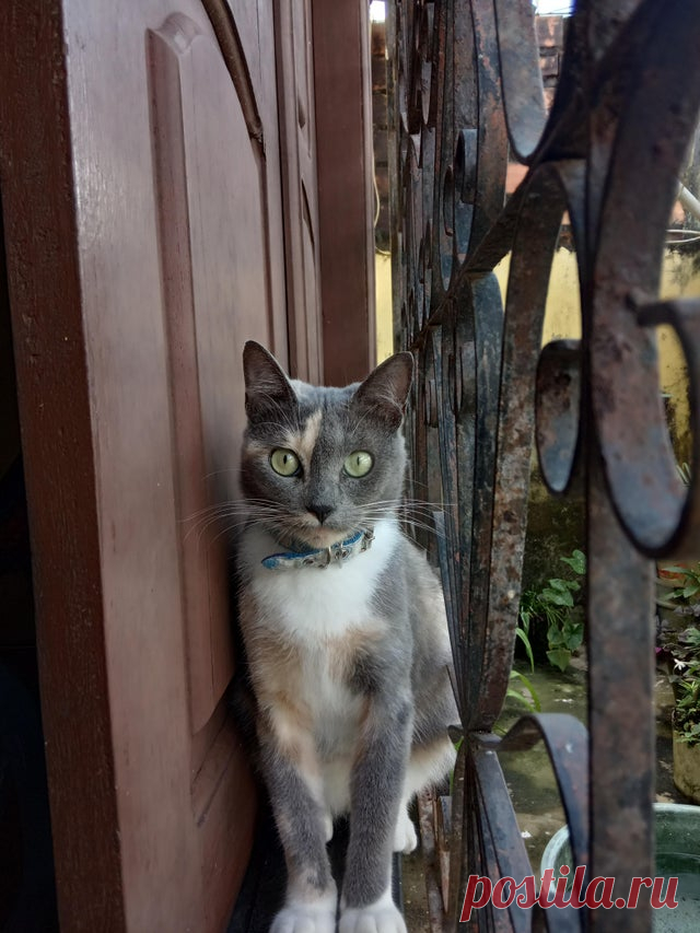 He definitely likes it : catpictures