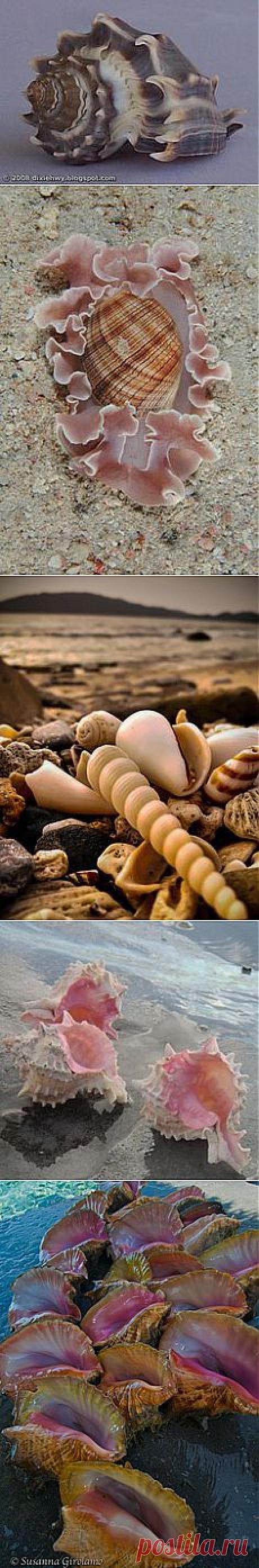 Inhabitants of the sea в Pinterest