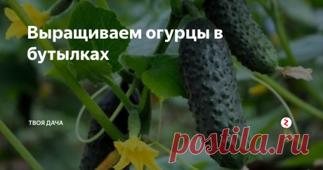 Выращиваем огурцы в бутылках Такой способ экологичен, подойдет каждому дачнику и огороднику при этом помогает увеличить урожайность куста как минимум на 25%, так было у меня, у вас наверняка выйдет лучше. Такую технологию очень просто адаптировать под себя на каждом этапе, например, у соседки проблемы с ногами, и она не может переносить тяжести, так она просто под рассаду брала литровые бутылки. Правда, обо всем по порядку.
Д