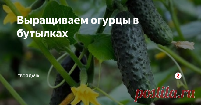 Выращиваем огурцы в бутылках Такой способ экологичен, подойдет каждому дачнику и огороднику при этом помогает увеличить урожайность куста как минимум на 25%, так было у меня, у вас наверняка выйдет лучше. Такую технологию очень просто адаптировать под себя на каждом этапе, например, у соседки проблемы с ногами, и она не может переносить тяжести, так она просто под рассаду брала литровые бутылки. Правда, обо всем по порядку.
Д