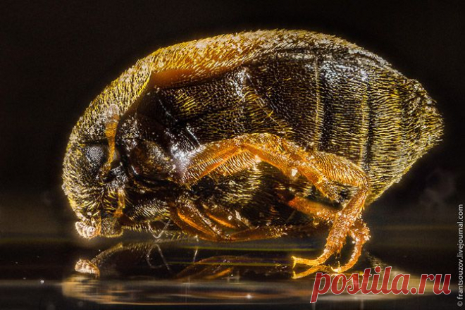 HIC ET NUNC: Макрофотографии с технологией стекинга