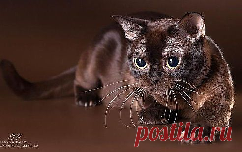 (49) Одноклассники