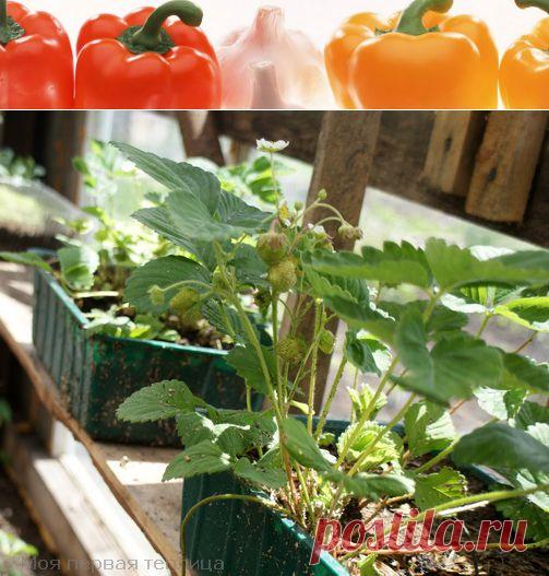 Болезни и вредители клубники и земляники