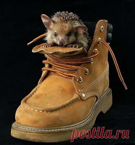 еж