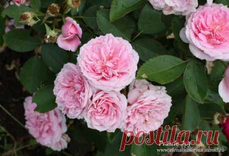 Роза канадская парковая Прайри Джой: 1 тыс изображений найдено в Яндекс.Картинках