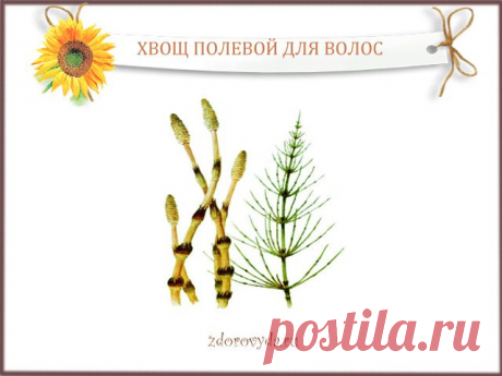 хвощ полевой для волос | Блог о красоте и здоровье