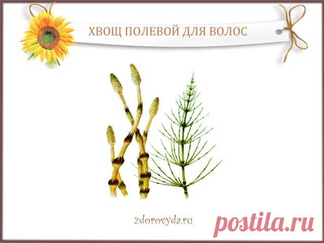 хвощ полевой для волос | Блог о красоте и здоровье
