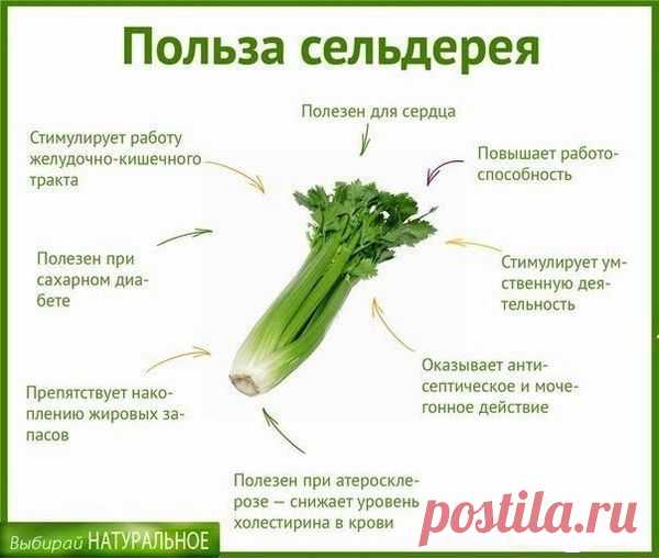 Всё только самое интересное!: Сельдерей для похудания: сок, суп от хирургов