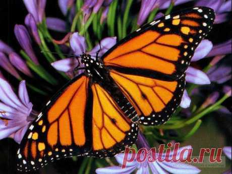 Монарх (Danaus plexippus)  обои, бабочки обои, тропические экзотические бабочки обои рабочего стола, фотографии бабочки, дикие животные