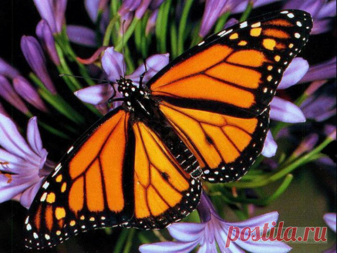 Монарх (Danaus plexippus)  обои, бабочки обои, тропические экзотические бабочки обои рабочего стола, фотографии бабочки, дикие животные