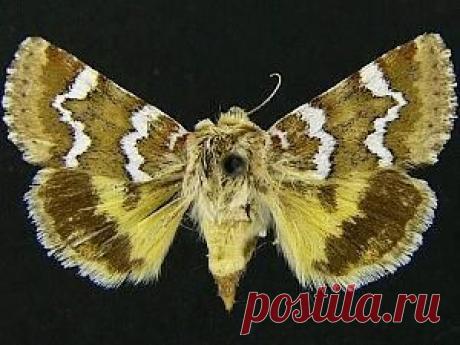 Moth Фотографы Group - Schinia зуньи - 11176