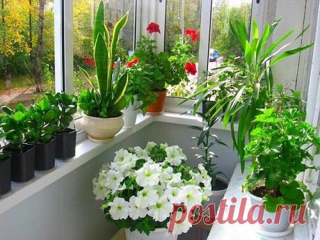 Секрет роскошного комнатного цветника прост. Подкармливаем цветы