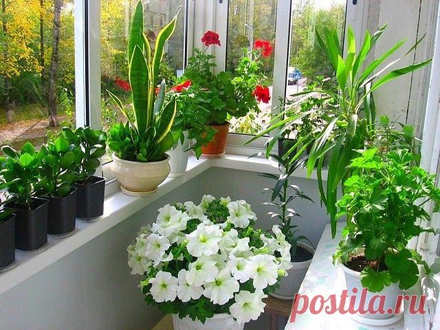 Секрет роскошного комнатного цветника прост. Подкармливаем цветы