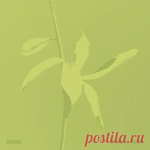 Nandu, Tripolism - Sunrise (Extended Mix) free download mp3 music 320kbps