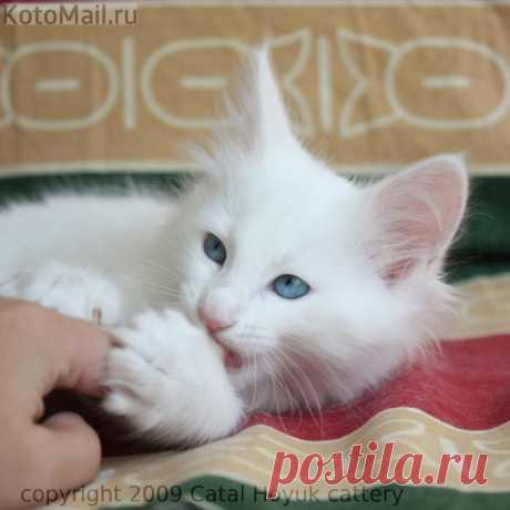 Домашний целитель