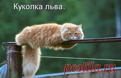 КОТОМАТРИЦА