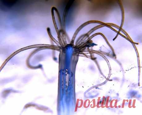 Животные, которые удивили нас в 2020 году (часть 6-я) | Batrachospermum Magazine | Яндекс Дзен