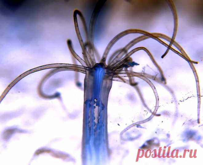 Животные, которые удивили нас в 2020 году (часть 6-я) | Batrachospermum Magazine | Яндекс Дзен