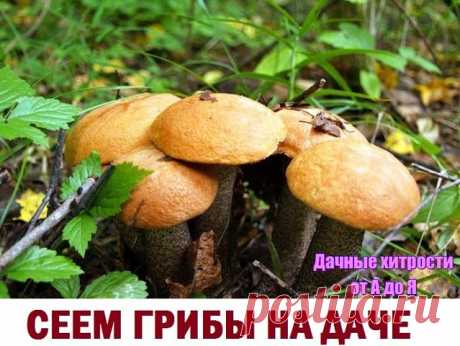 Сеем грибы на даче.