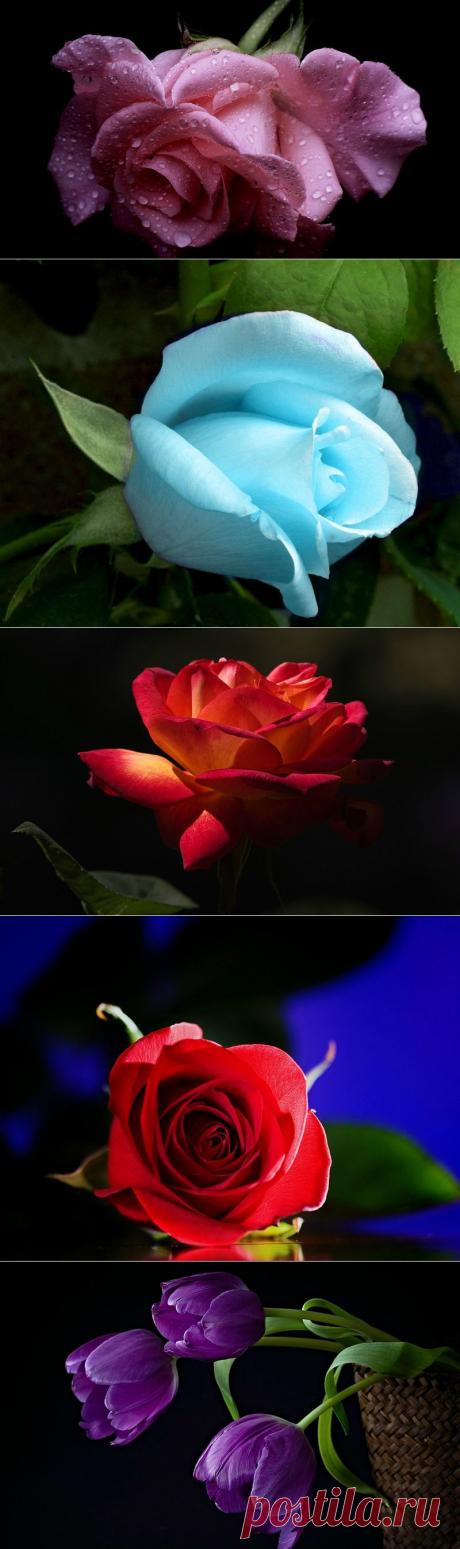 Цветы нам дарят вдохновенье....