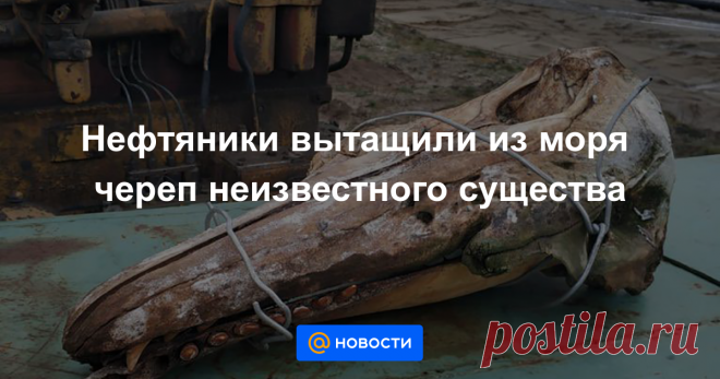 Нефтяники вытащили из моря череп неизвестного существа В соцсетях принялись гадать, кому он мог принадлежать.