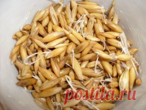 Использование овса для снижения веса | Вкусные блюда на каждый день