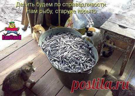 Сегодня к о мне во двор забрёл вот такой вот гость