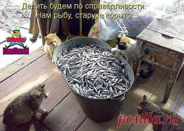 Сегодня к о мне во двор забрёл вот такой вот гость