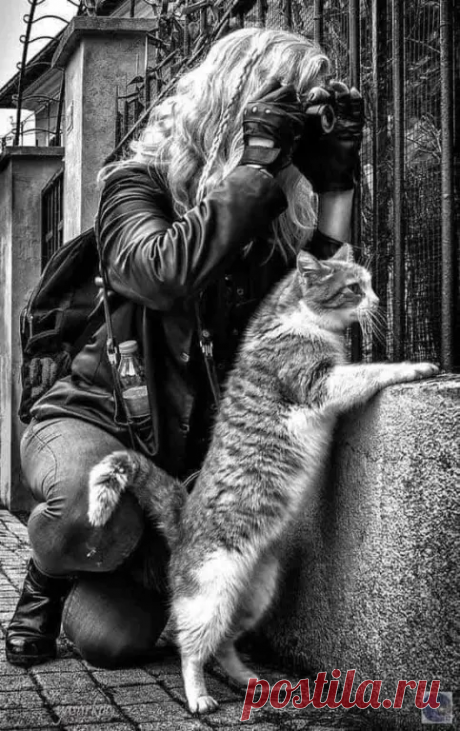 С точки зрения Кота – жизнь понятна и проста. | Оля Суворова | Яндекс Дзен